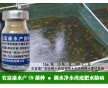 養魚苗種期間腐熟有機肥糞肥肥水用的微生物菌怎么賣